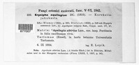 Erysiphe aquilegiae image